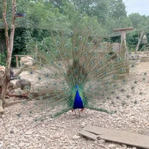 paon qui fait la roue au domaine de la Dombes à Saint-Paul-de-Varax